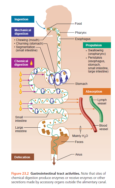 Pathway Of Digestive System